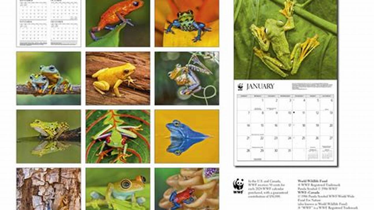 Frog Calendar 2024 Olympics