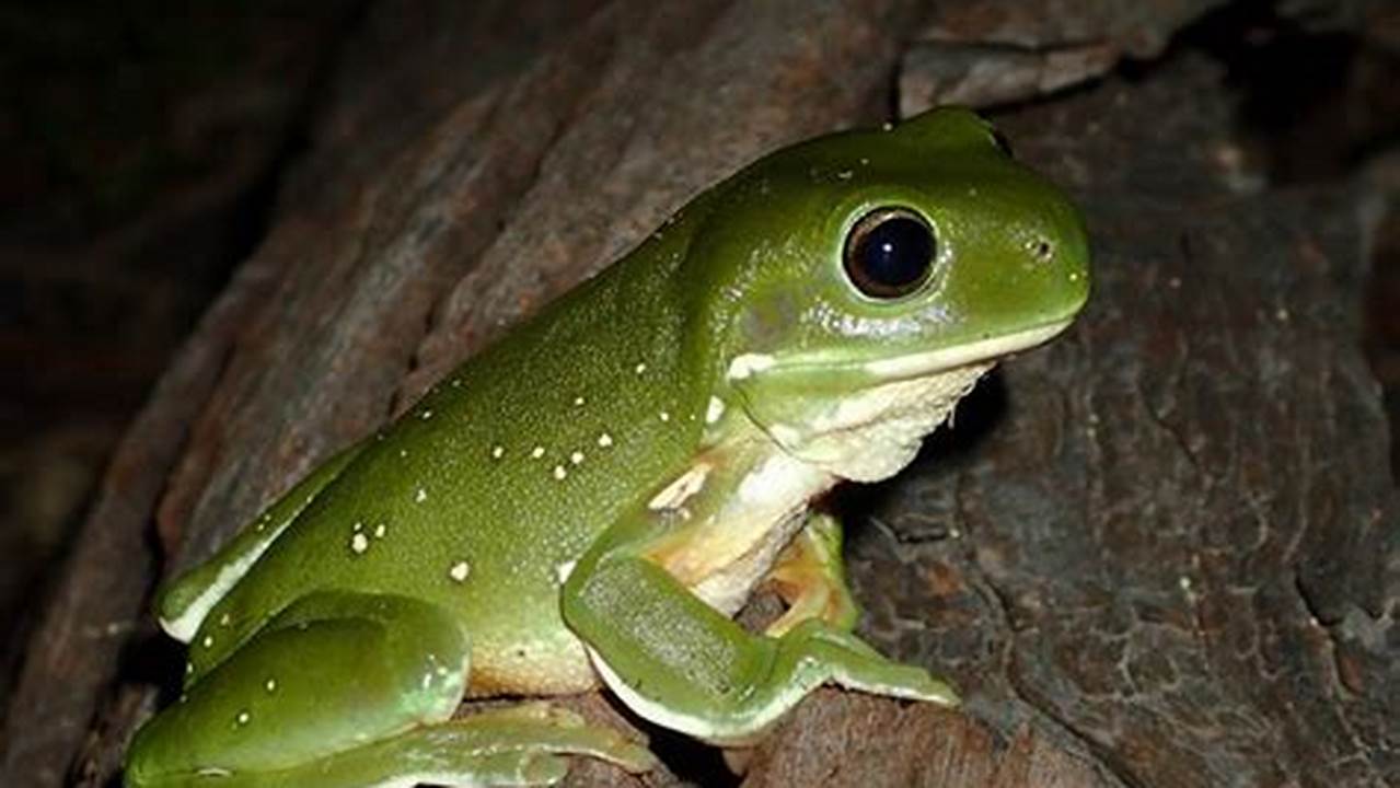Frogs Are Sensitive To Changes In The Environment., 2024