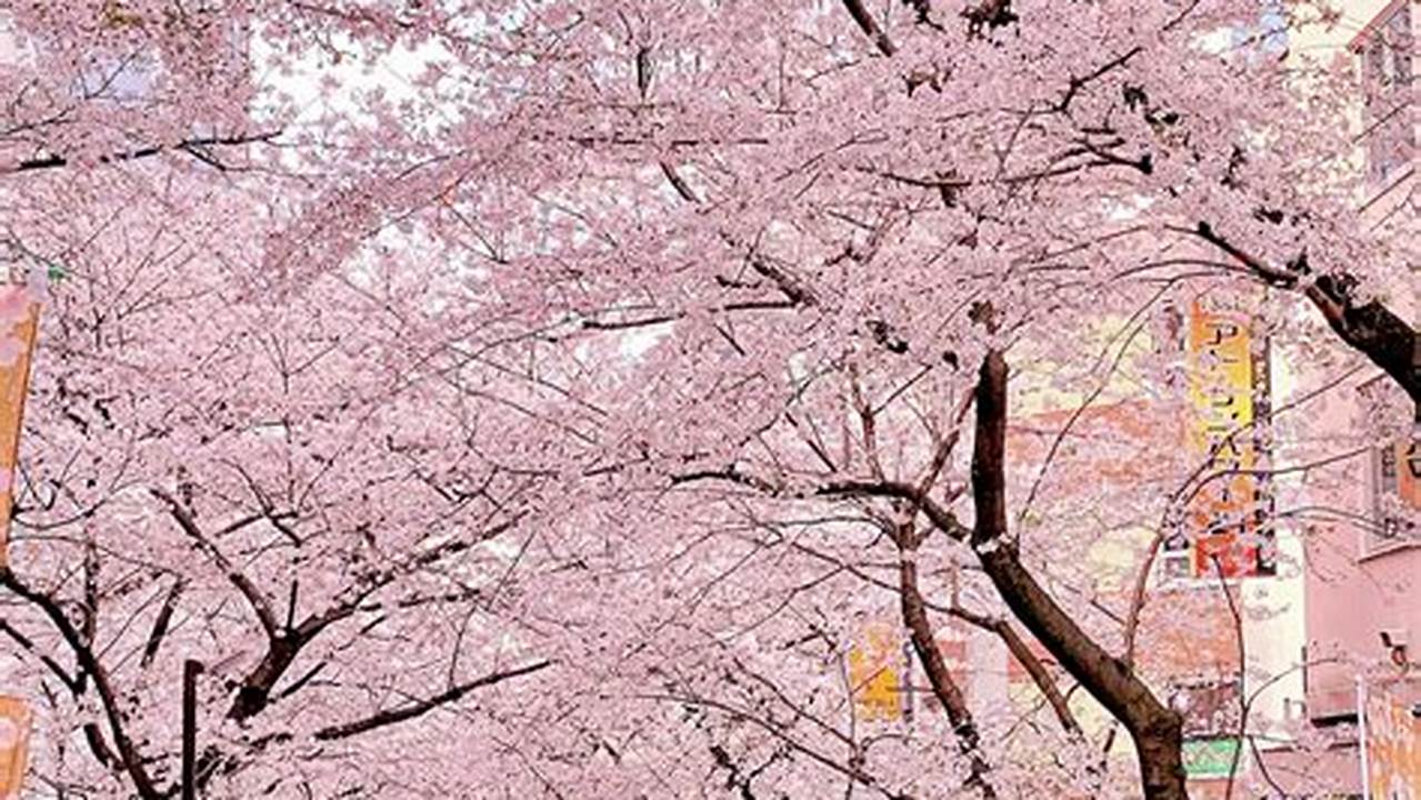 From March 10 To April 10, All The Cherry Blossom Trees Along Sakura Street Will Be Illuminated With A Gorgeous Pink Color And Pink Lanterns Will Glow., 2024