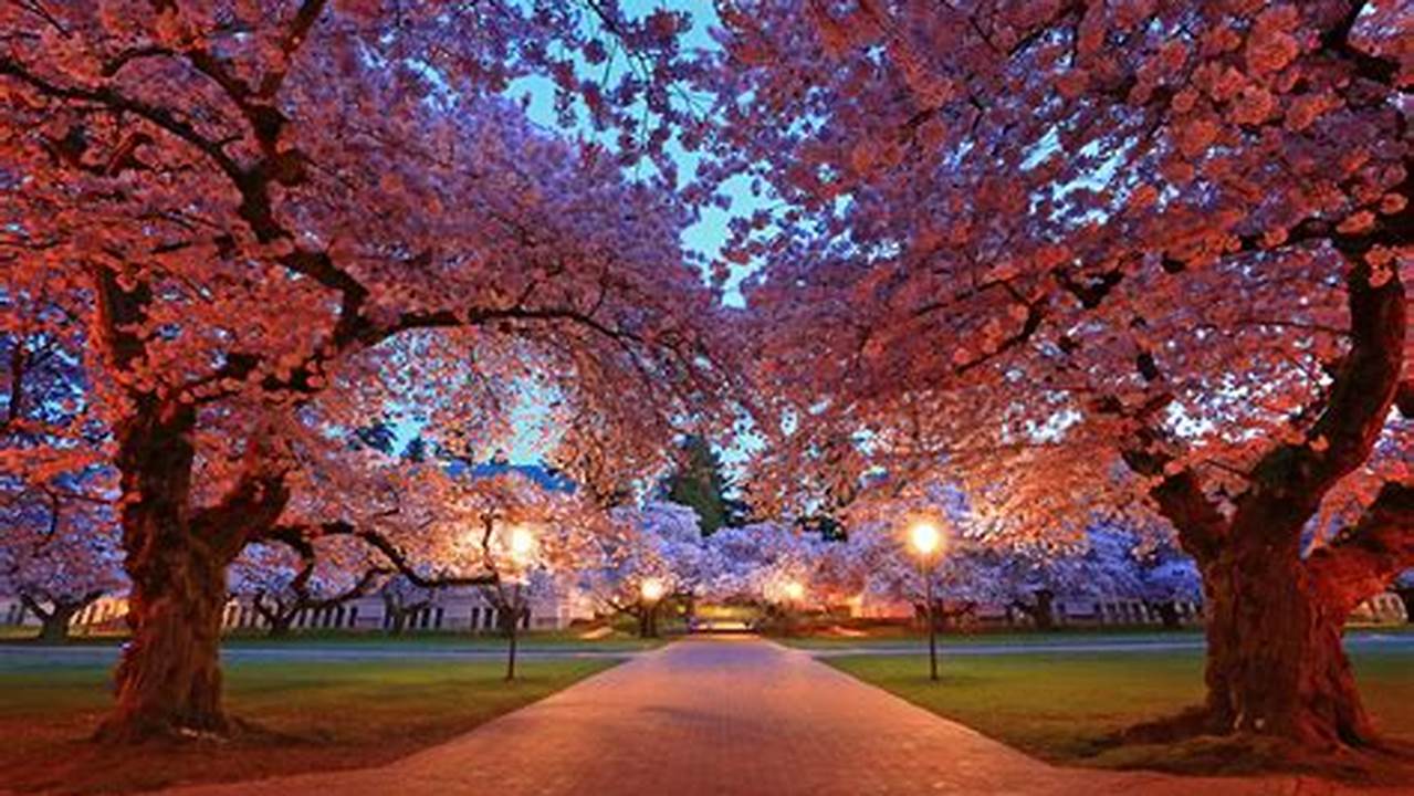 From The University Of Washington Campus To City Parks The Pink Bloom Is Everywhere., 2024