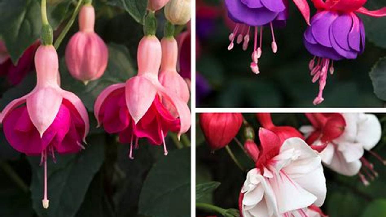 Discover Enchanting Fuchsia Plants: A Guide to Growing and Displaying Their Allure