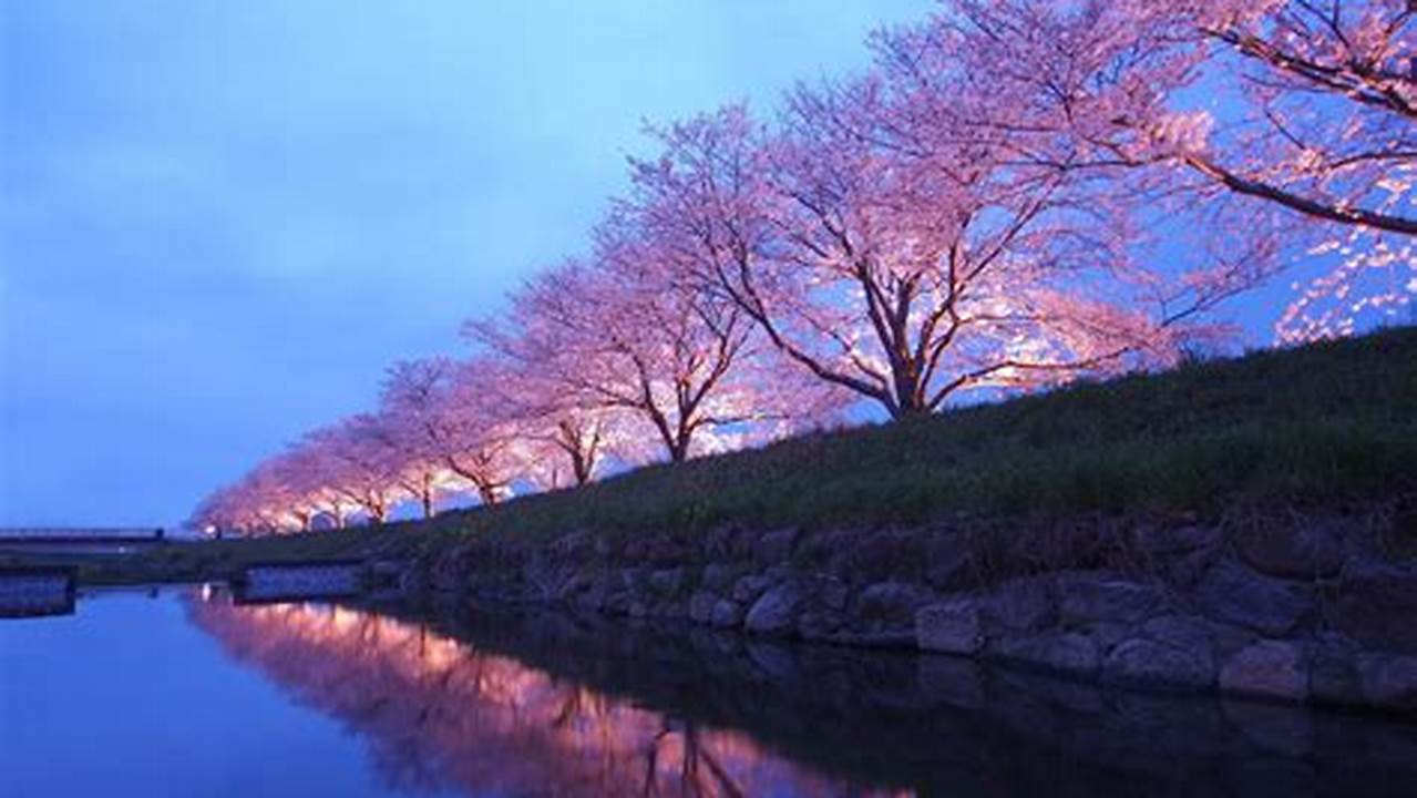 Fukuoka Cherry Blossom 2024