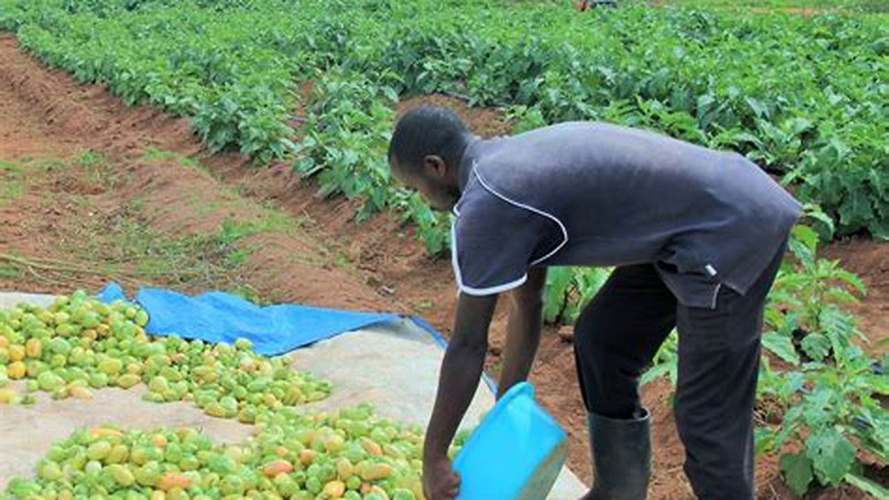 Funding For Agricultural Projects In Uganda., 2024