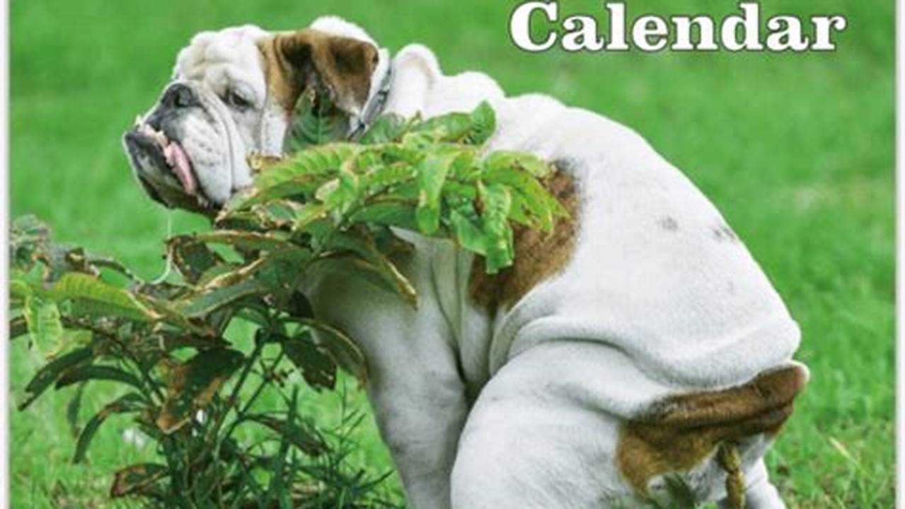 Funny Calendar 2024 Australia