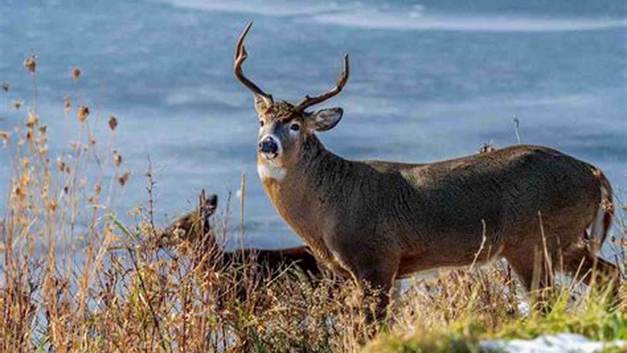 Georgia Deer Hunting Season 2024