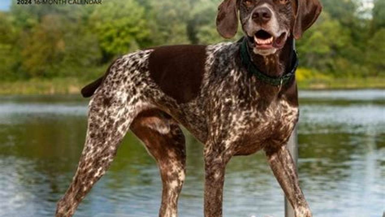 German Wirehaired Pointer Calendar 2024