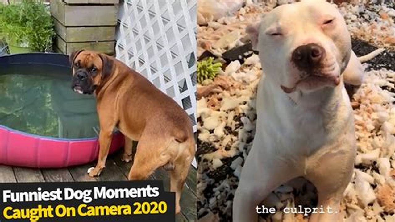 Get Ready To Laugh As We Present The Funniest Dog Moments Of 2024!, 2024