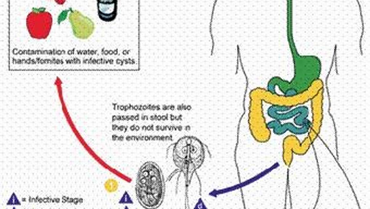 Giardiasis Associated With The Use Of A Water Slide., Images