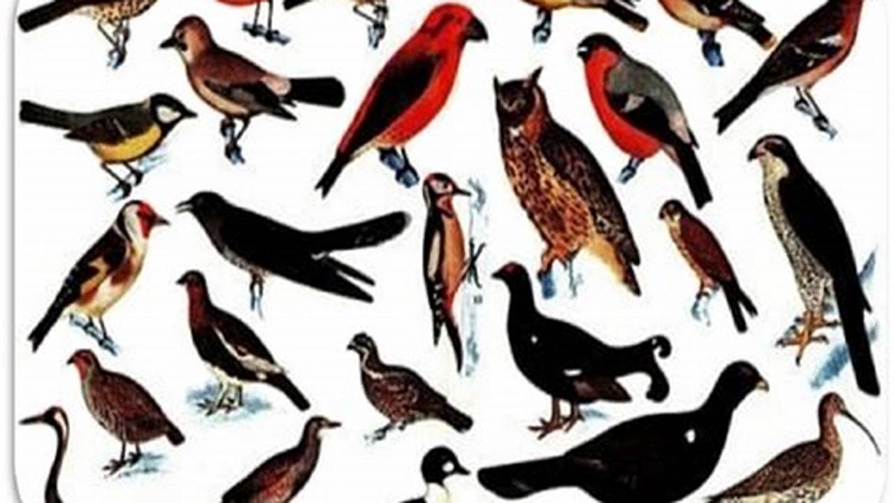 Scopri i Segreti degli Uccelli: Caratteristiche, Descrizione e Curiosità