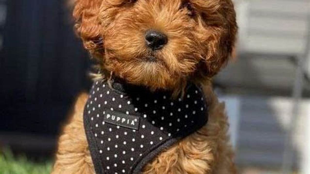 Goldendoodle Breeders In Nj