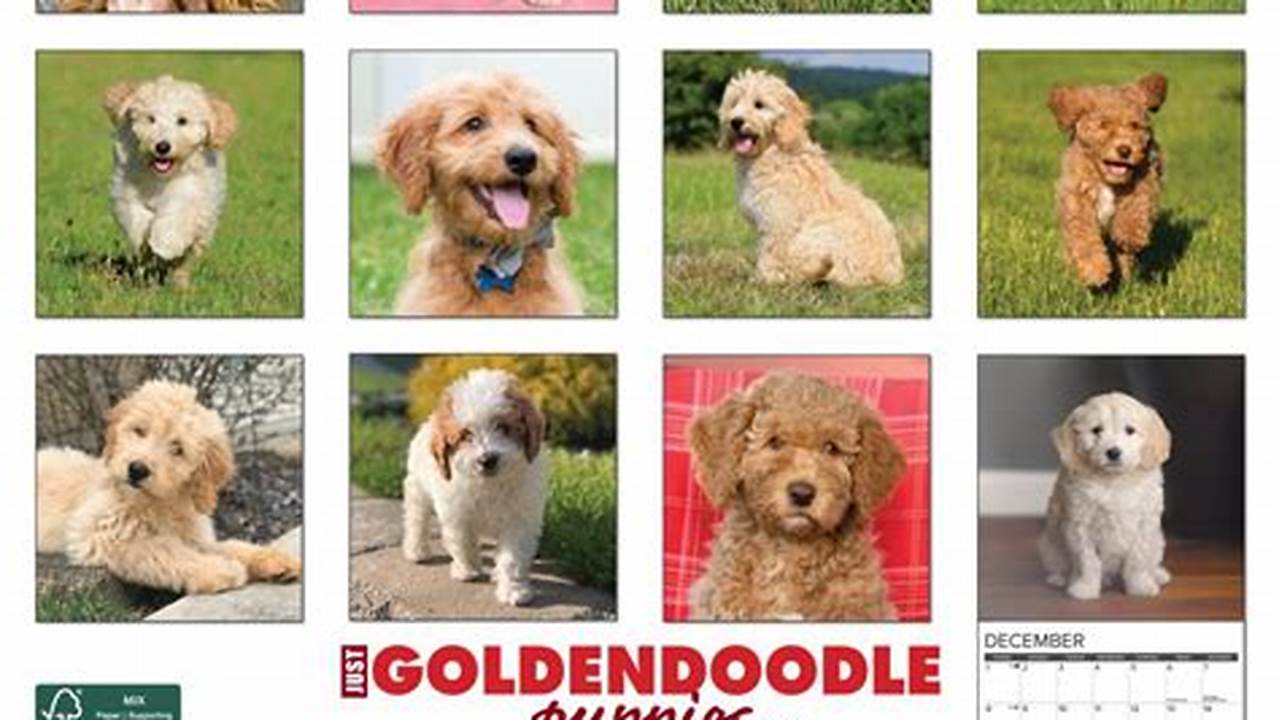 Goldendoodle Calendar 2024 Calendar Google