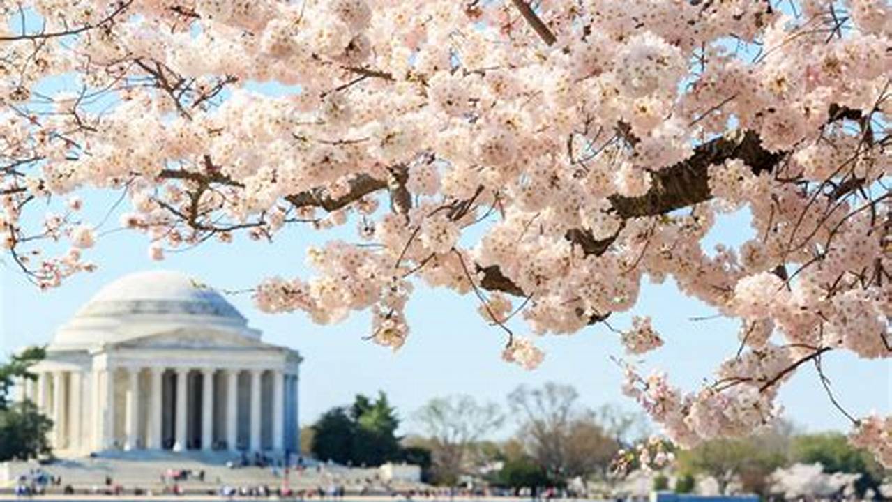 Grab Your Local Washington Dc Cherry Blossoms Guide!, 2024
