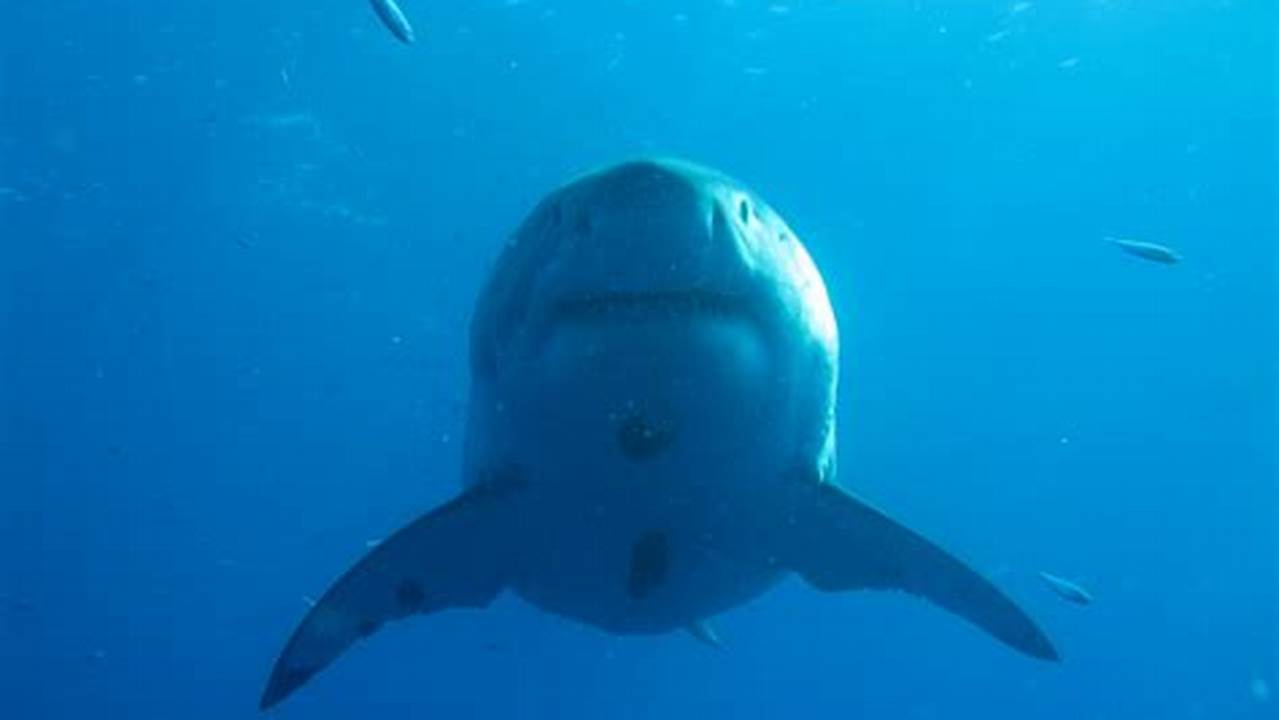 Great White Shark Hawaii 2024