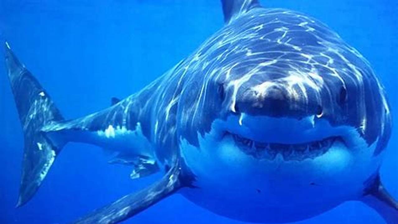Great White Shark San Diego 2024