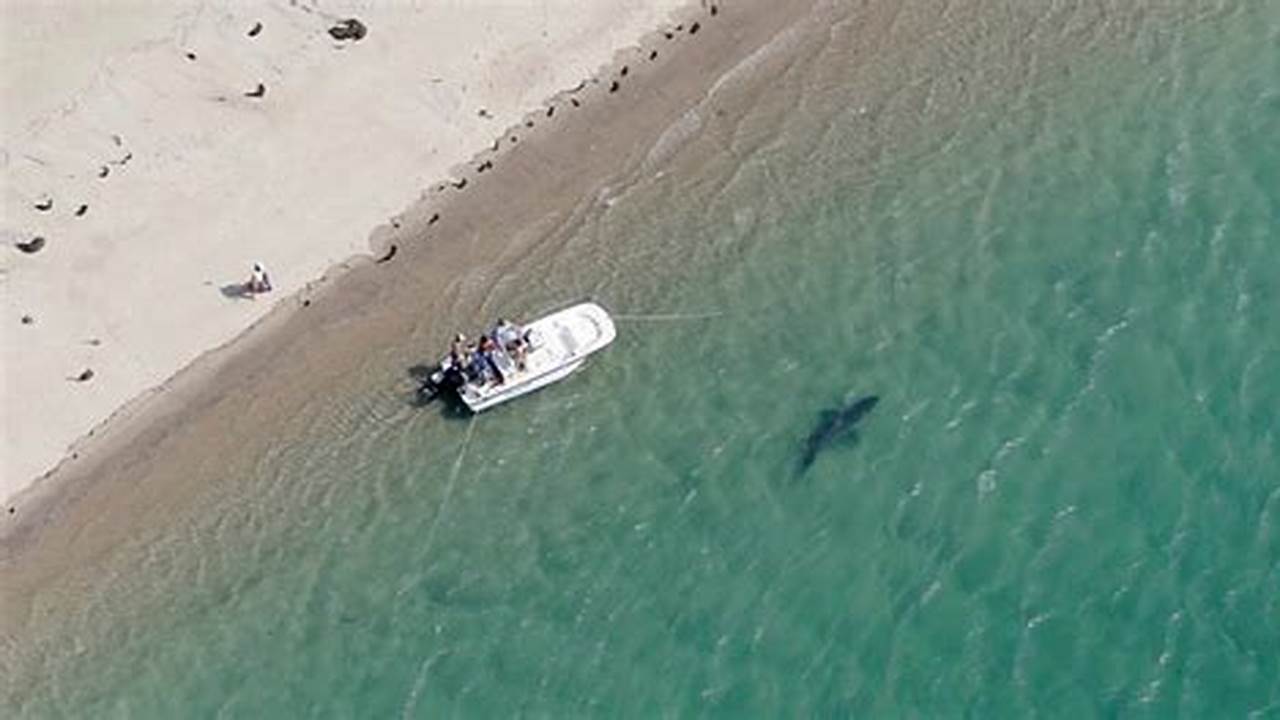 Great White Sharks Cape Cod 2024