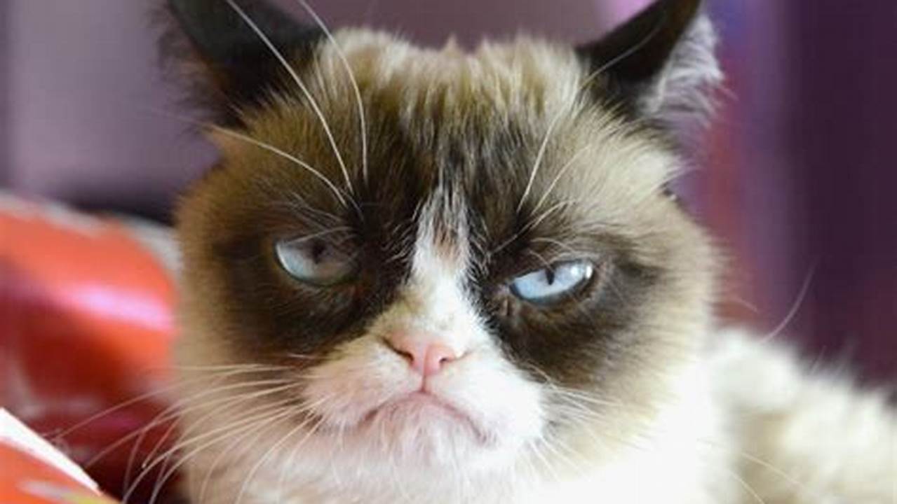 Grumpy Cat Value 2024