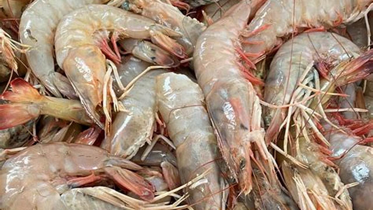 Gulf Shrimp Season 2024