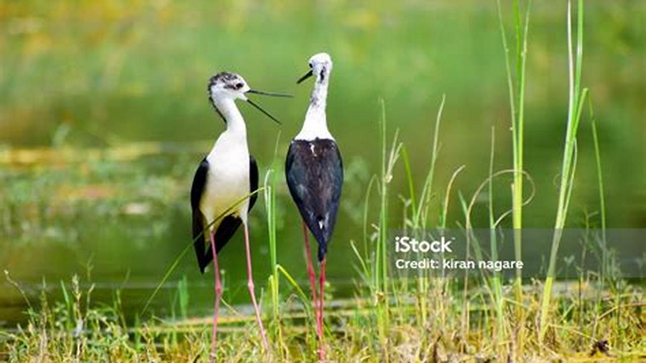 Habitat Burung, Danau Terbesar