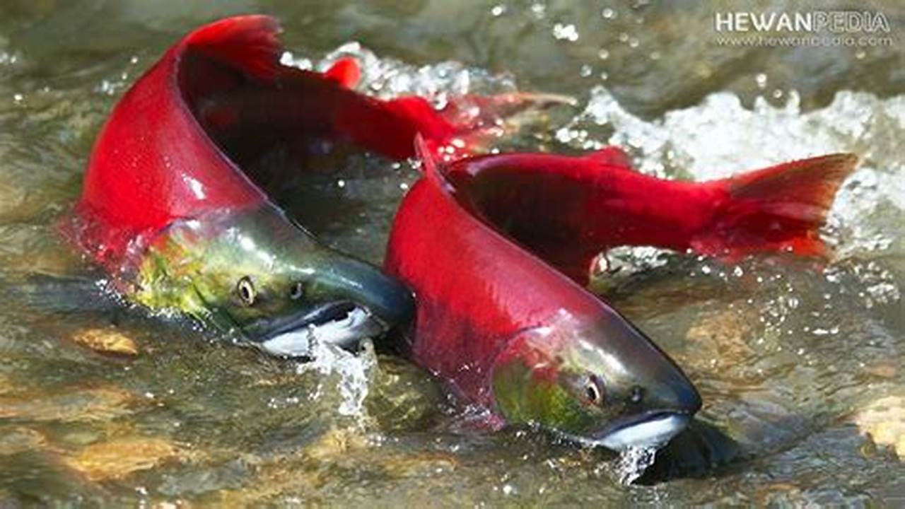 Habitat Ikan Salmon Dan Trout, Danau Terbesar