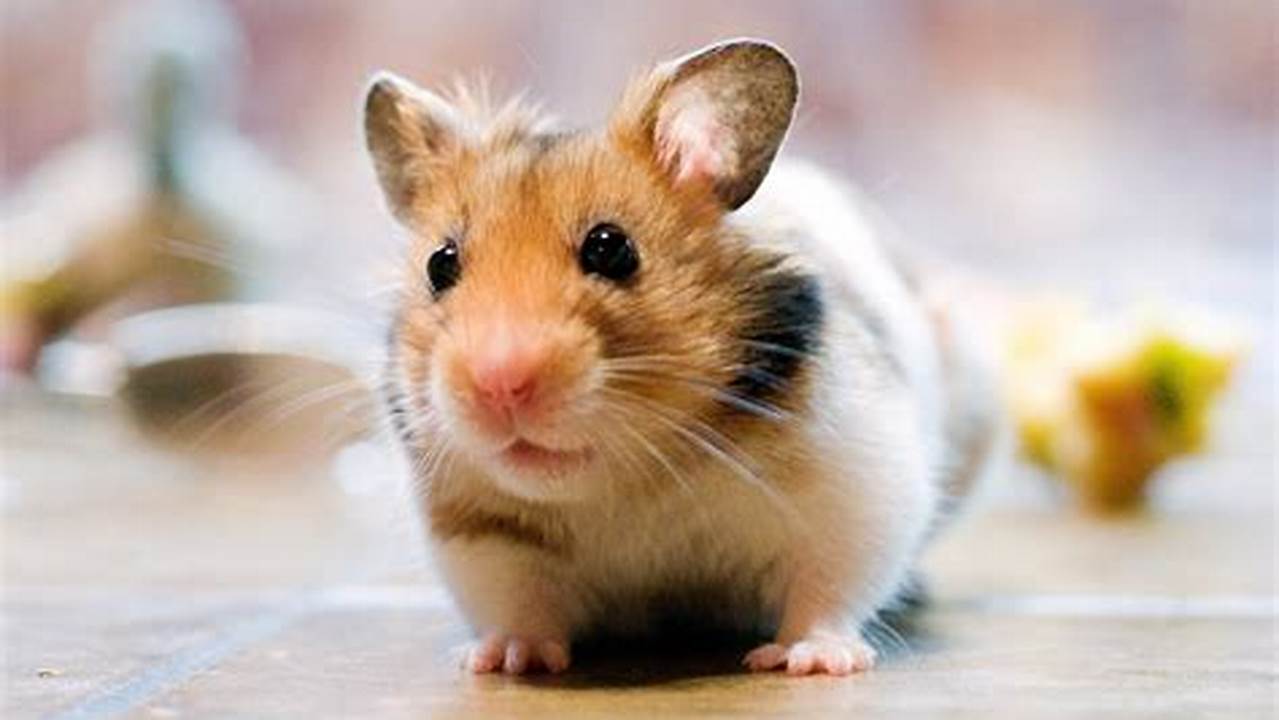 Hamster Animal
