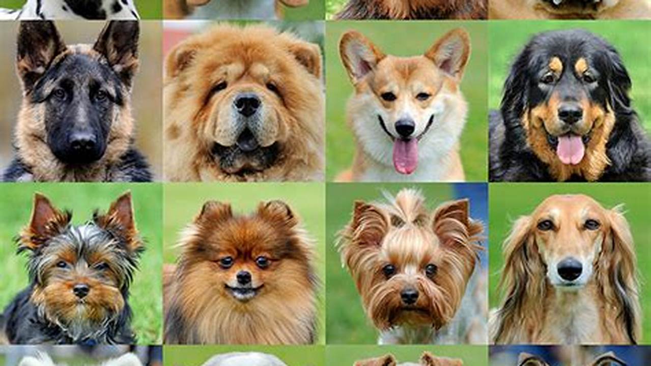 Here Are The Top 20 Most Popular Dog Breeds., 2024