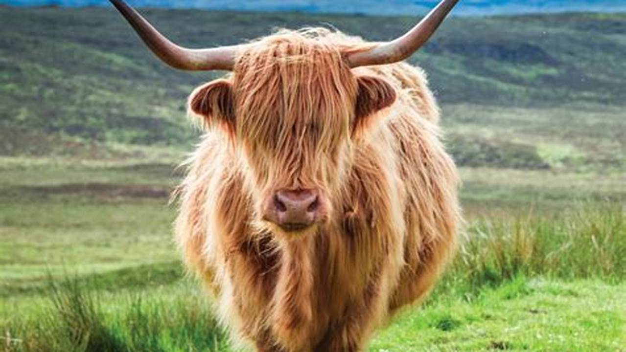 Highland Cattle Calendar 2024