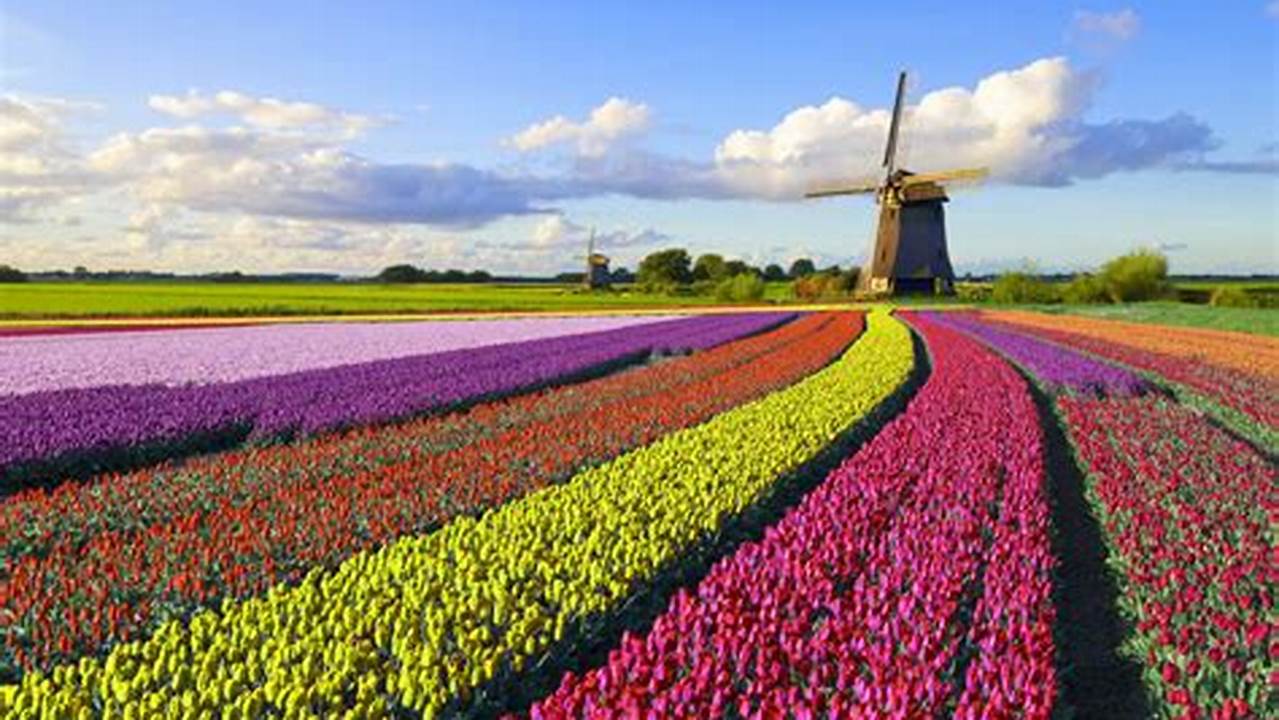 Holland Tulip Festival Netherlands Time