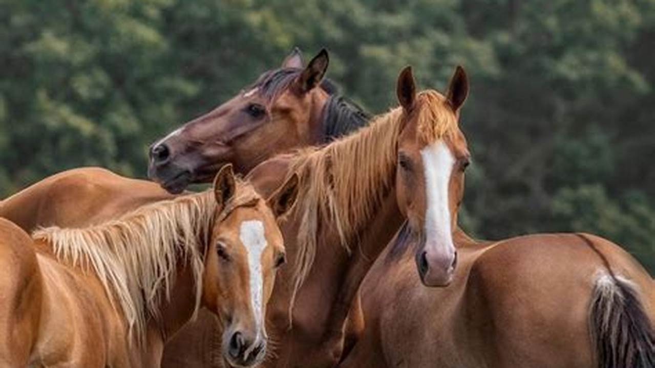 Horse Plus Humane Society Staff Fired 2024