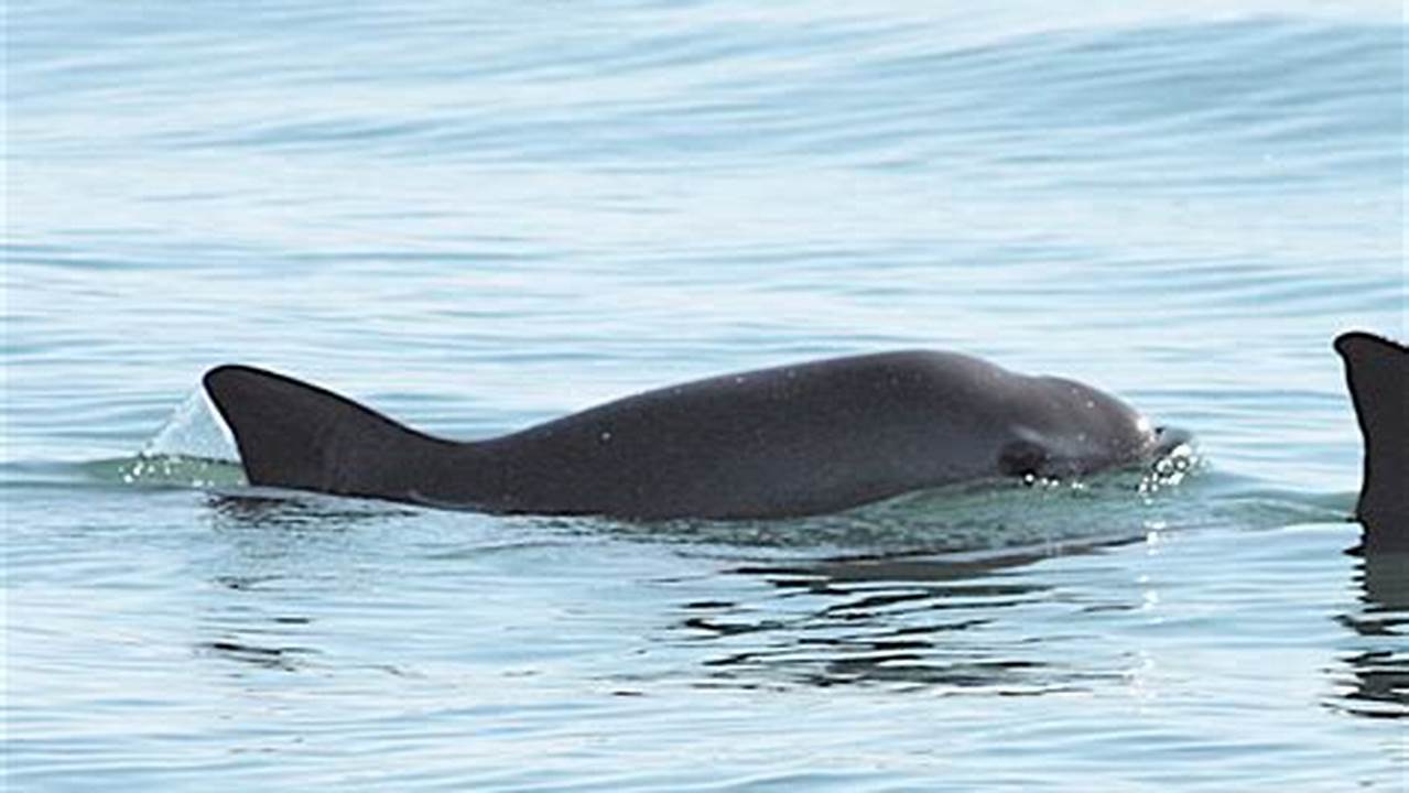 How Is The Vaquita Adapted To Its Habitat