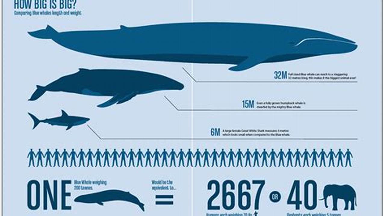 How Many Blue Whales Are Left In The World 2024