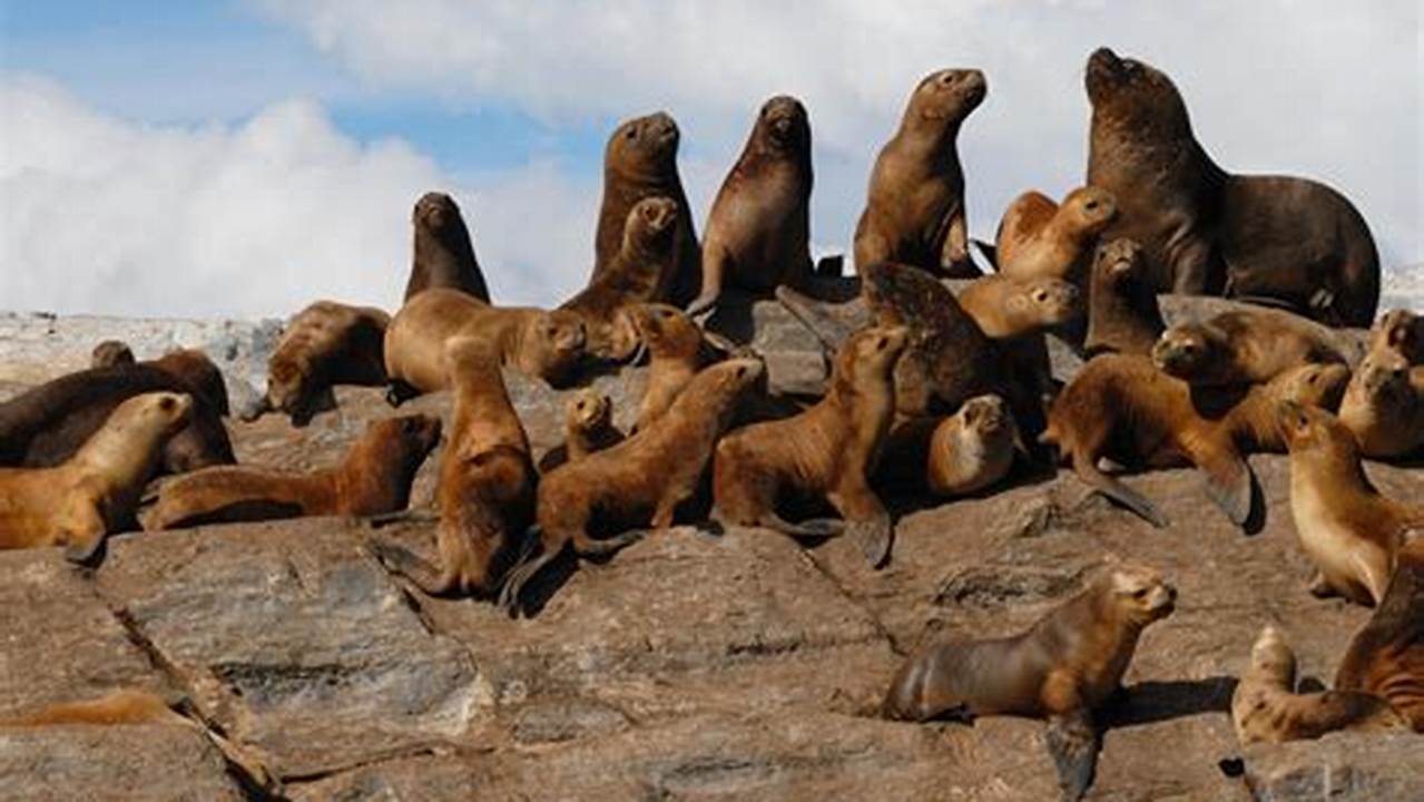 How Many Sea Lions Are In Captivity