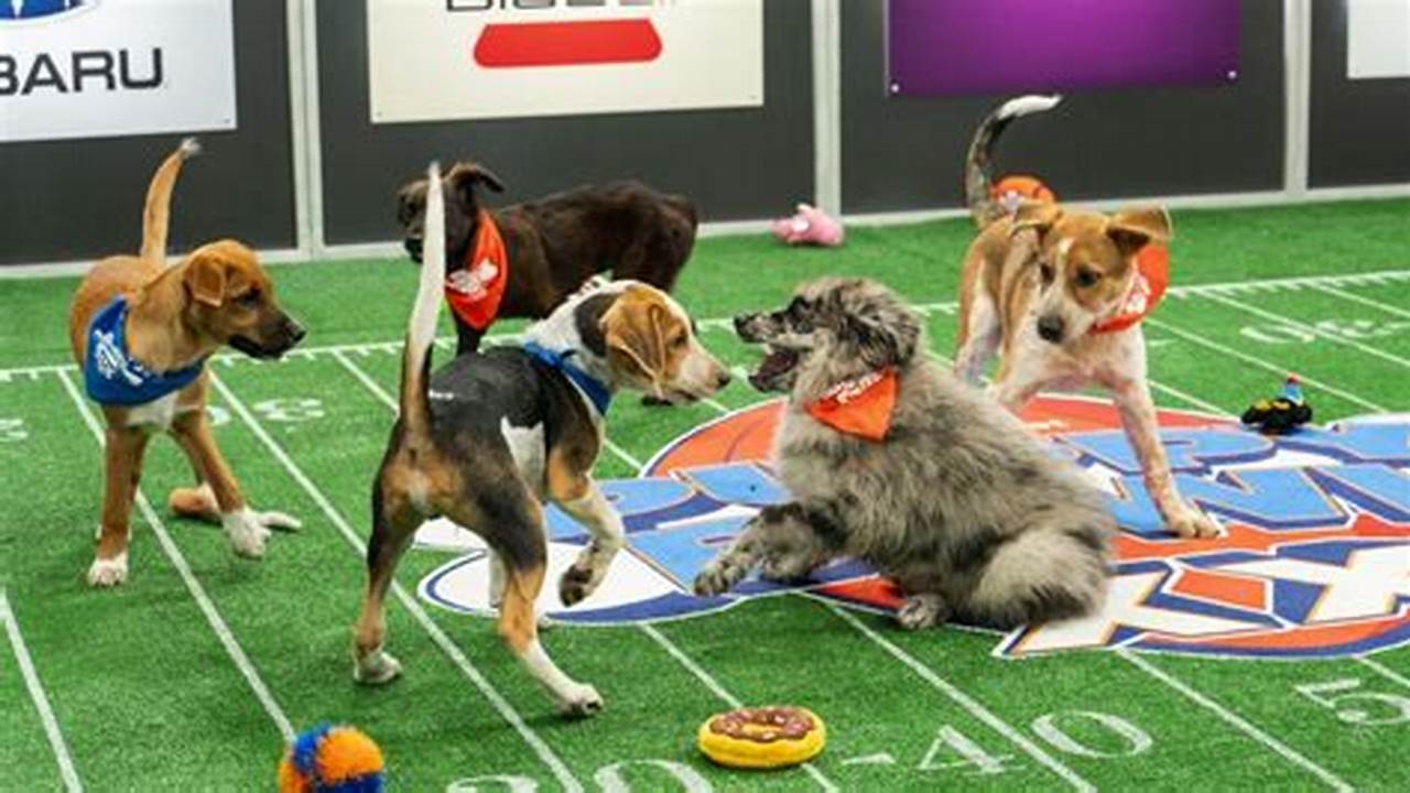 How To Watch Puppy Bowl 2024