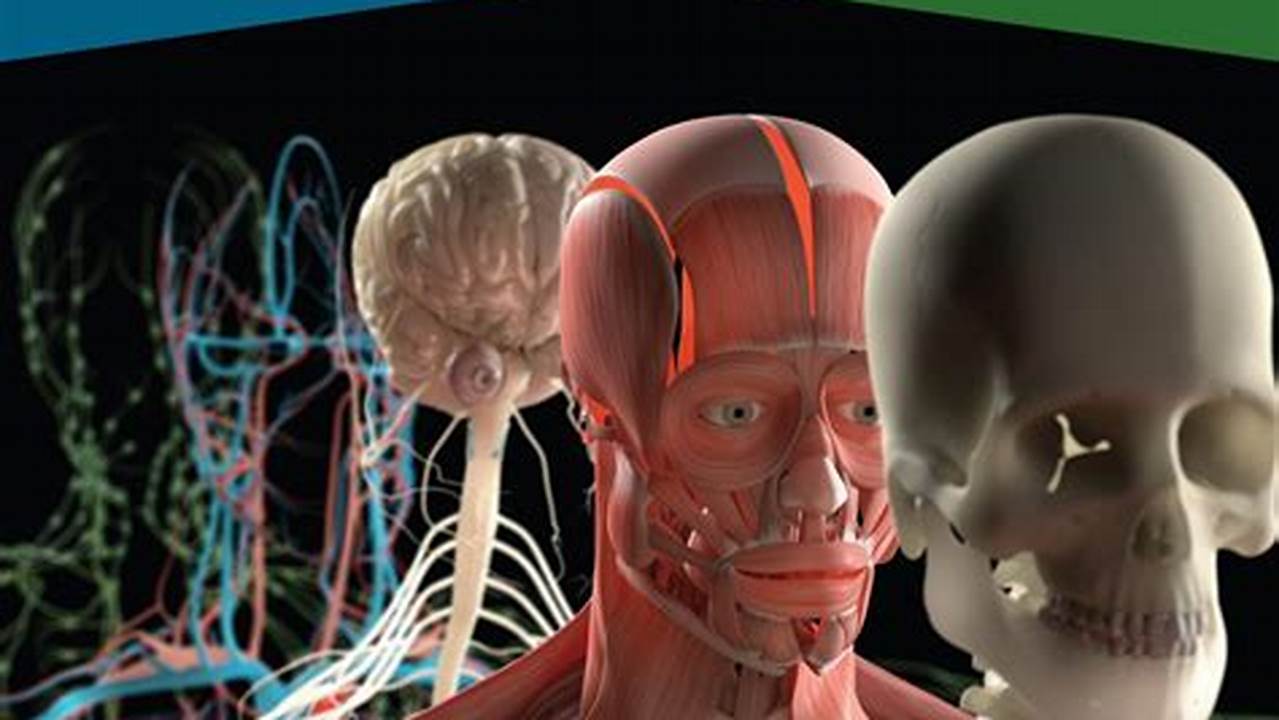 Human Gross Anatomy (Annb 6000 Z1) Quick Course Review Quick View, 2024