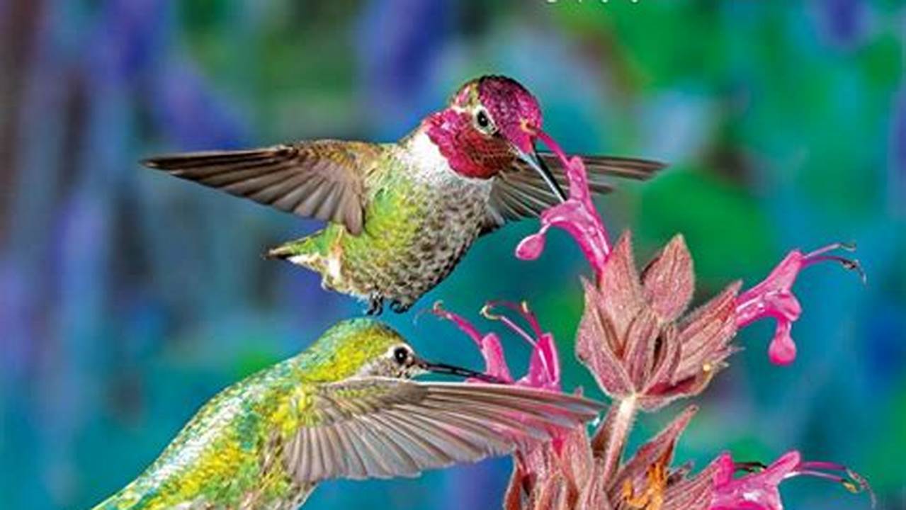 Hummingbirds 2024 Calendar Calculator Program