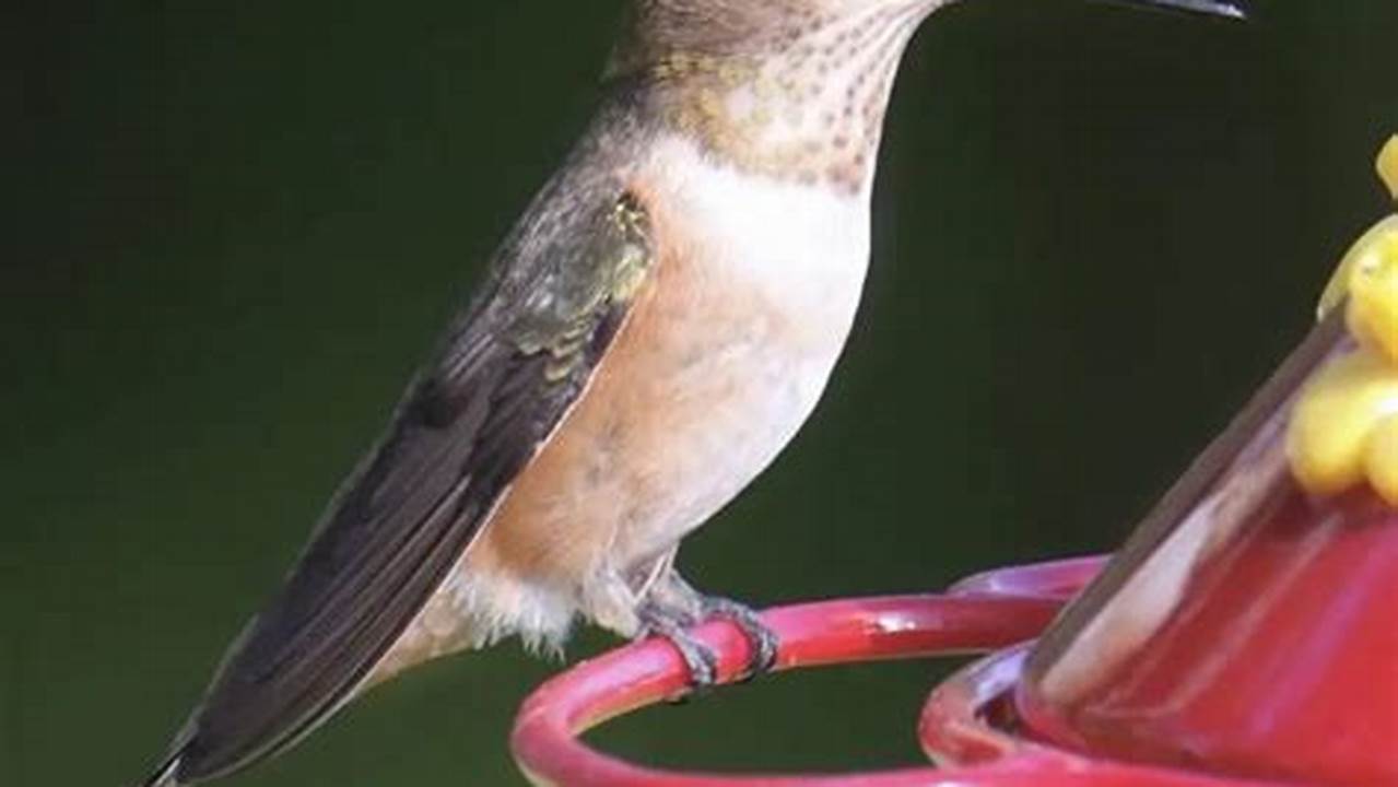 Hummingbirds In Colorado 2024