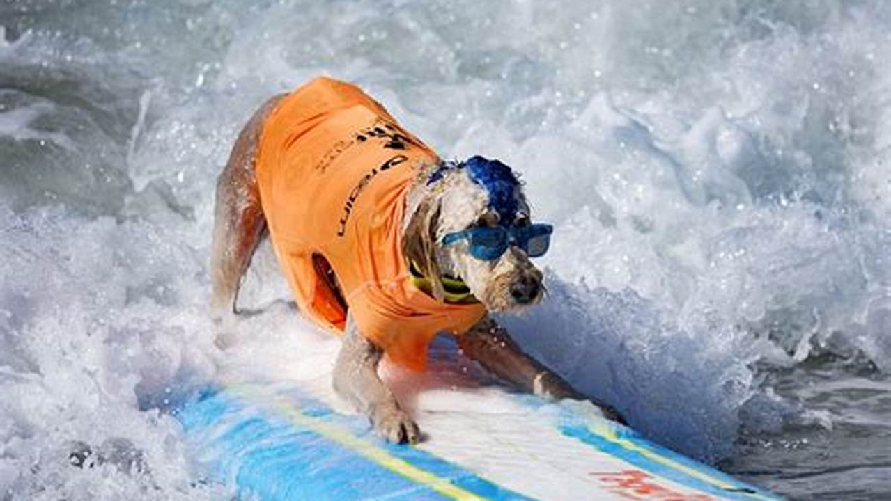 Huntington Beach Dog Surfing 2024 Schedule