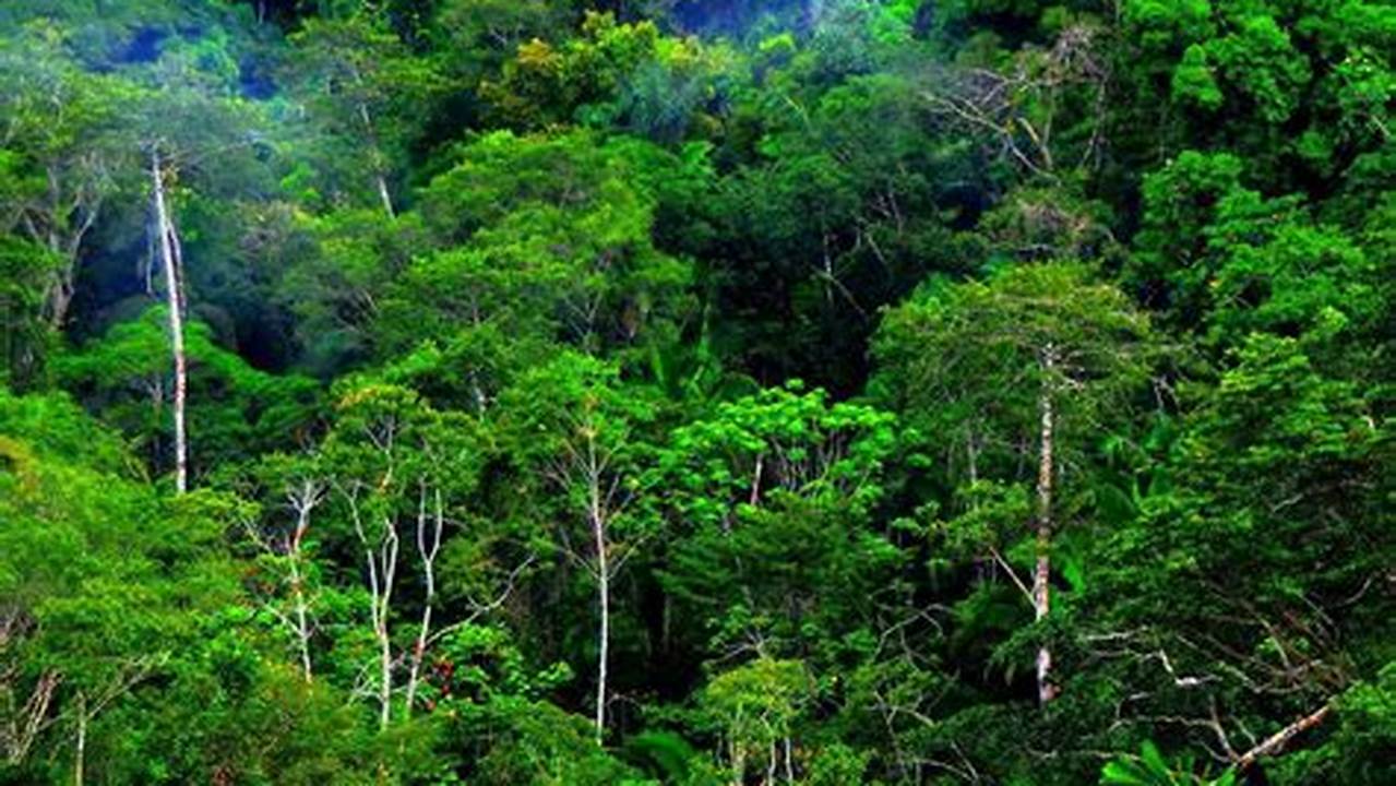 Hutan Hujan Tropis, Gunung Indonesia