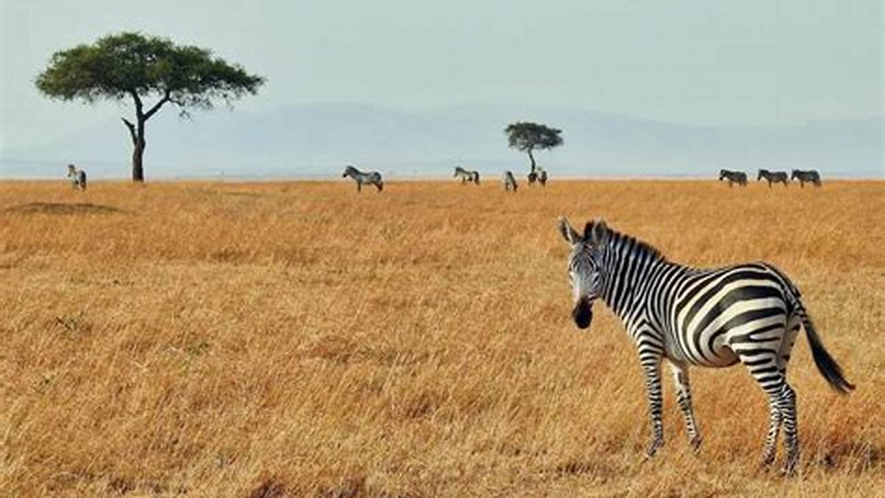 I Visited Five Of Kenya&#039;s Best Safari Parks To See Some Of Africa&#039;s Most Famous Animals In The Wild, And Encountered Many Surprises Along The Way., 2024