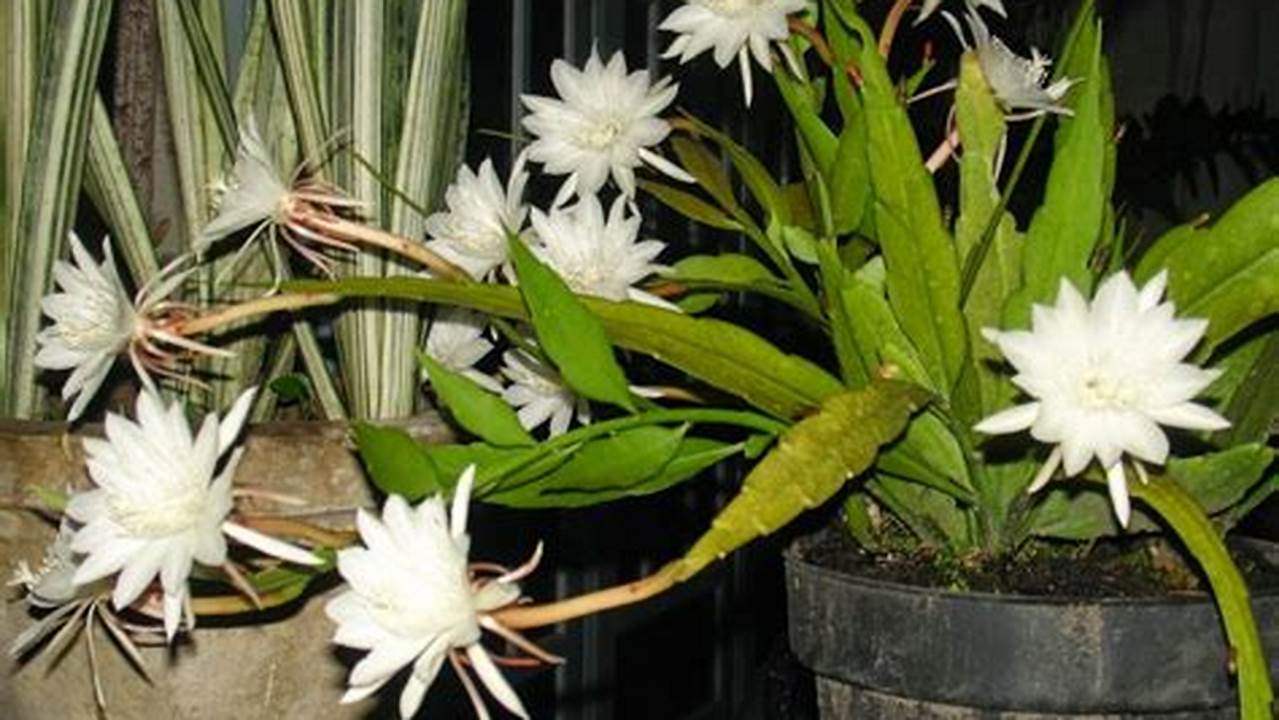 Temukan Rahasia Dekorasi Menawan dengan Bunga Wijaya Kusuma