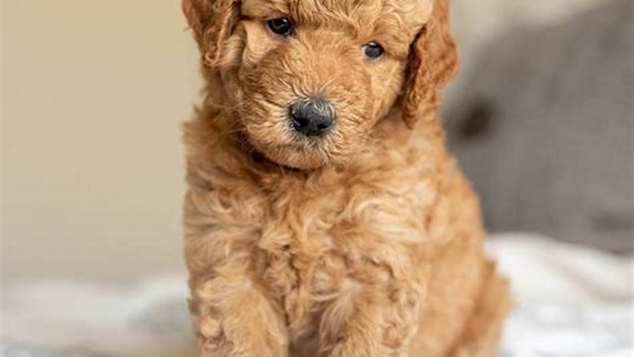 If You’re Looking For The Best Mini Goldendoodle Puppies Available Then Pinecreek Has What You’re Looking For., Images