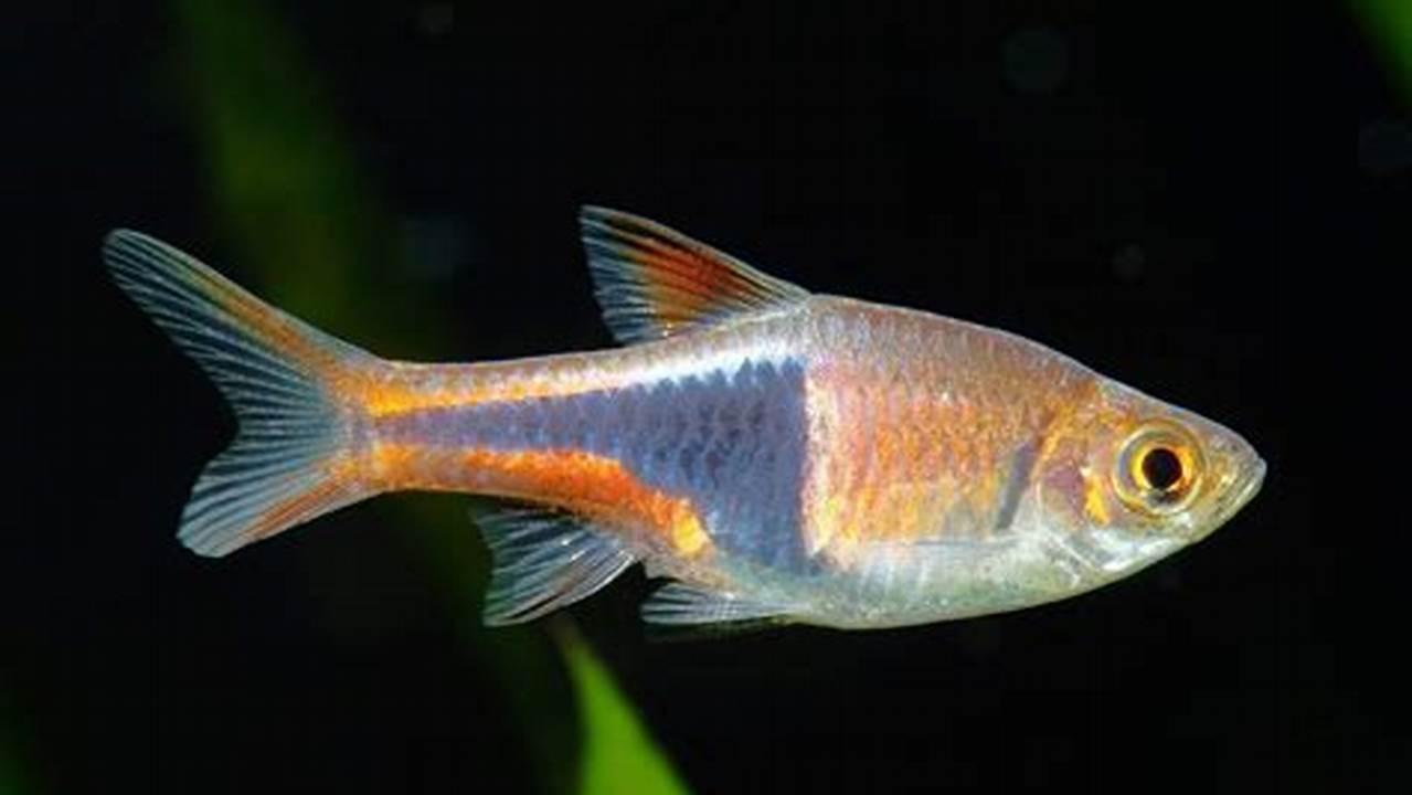 Panduan Lengkap Ikan Harlequin Rasbora: Warna, Ukuran, Perawatan, dan Rahasia Terungkap