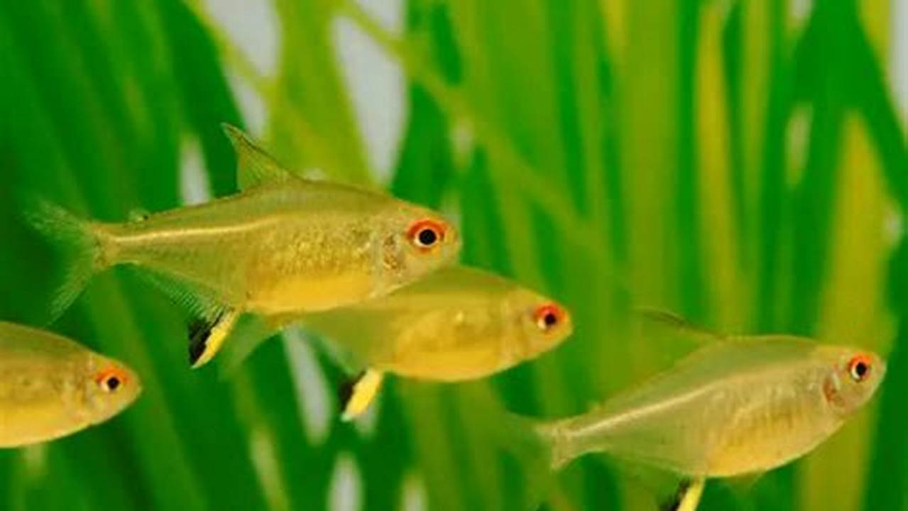 Rahasia Ikan Lemon Tetra: Warna Cerah, Perawatan Mudah, dan Aneka Manfaat