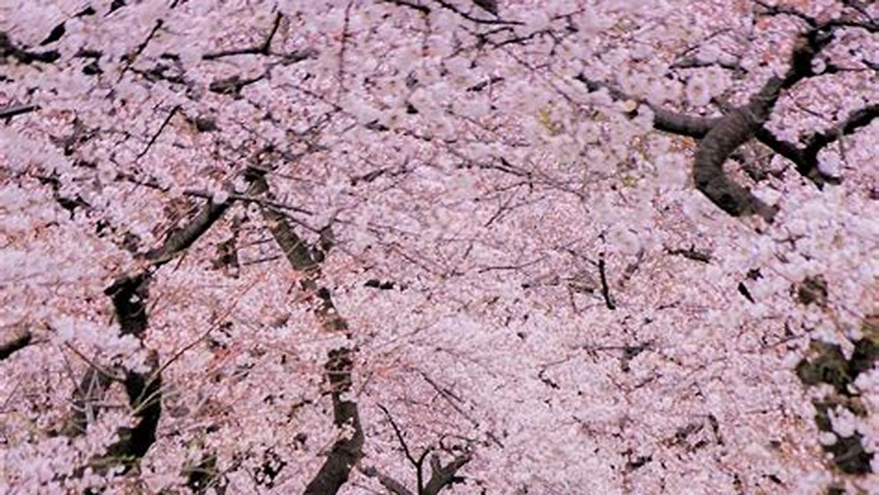 In 2024, Cherry Blossom Season In Tokyo Was Between March 21 And April 9, And Full Bloom Fell On March 27., 2024