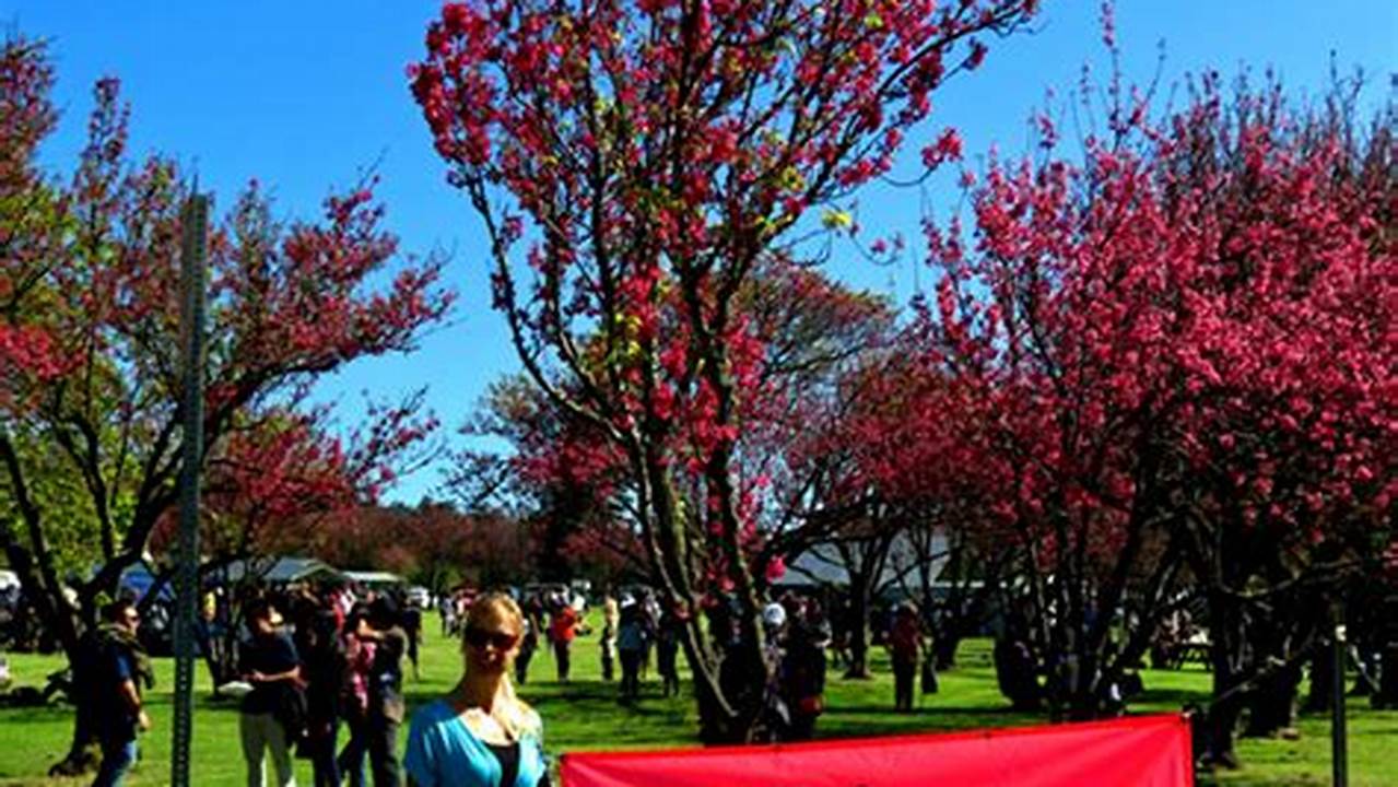 In February Of Each Year, Waimea’s Community Organization Joins Forces To Showcase Waimea’s Historic Cherry Trees And The Japanese Tradition Of Viewing Them—Hanami., 2024