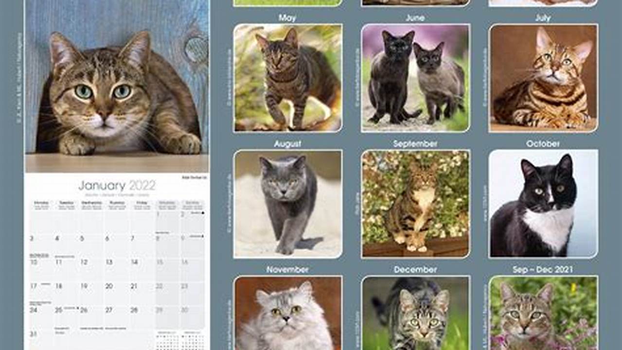 In Our 2024 Cats Calendar, We Curated A Stunning Selection Of The World’s Most Beloved Domestic Breeds., 2024