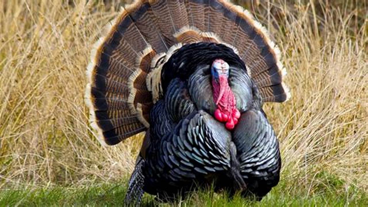 Indiana Fall Turkey 2024