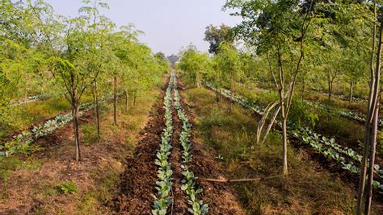 Intercropping, Farming Practices