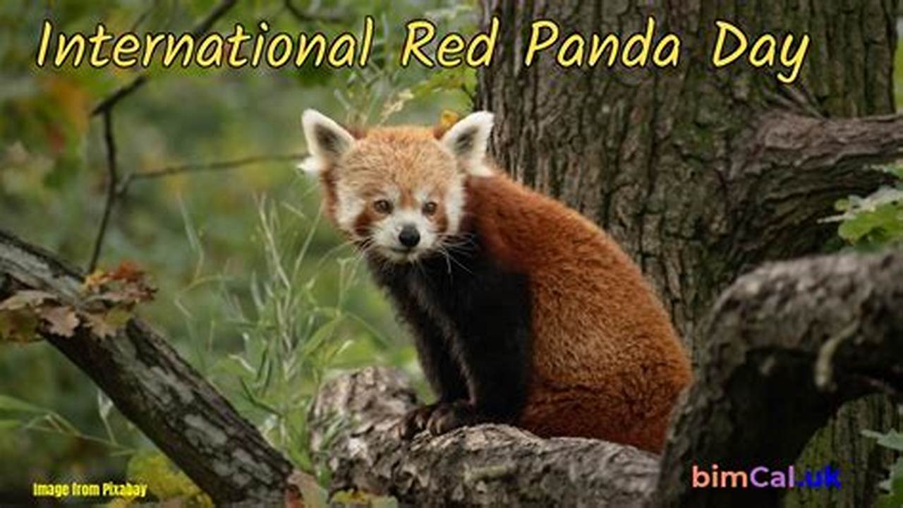International Red Panda Day 2024 Uk