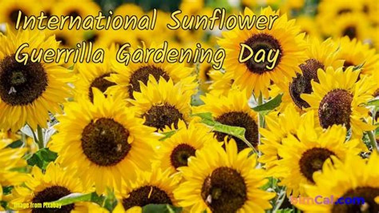 International Sunflower Day 2024