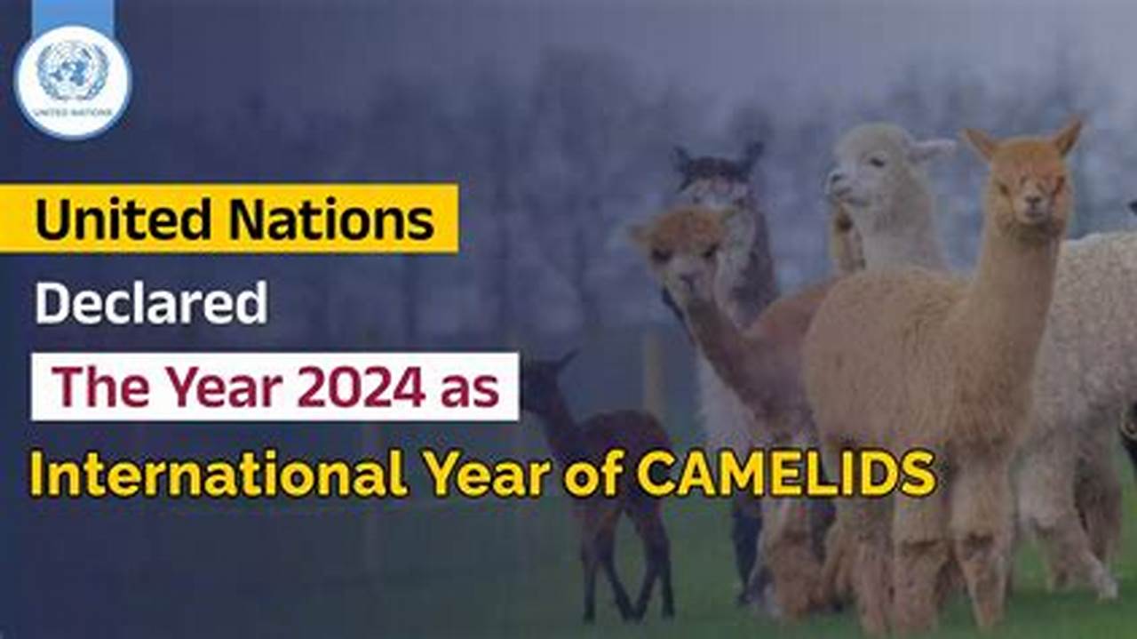 International Year Of Camelids 2023, 2024